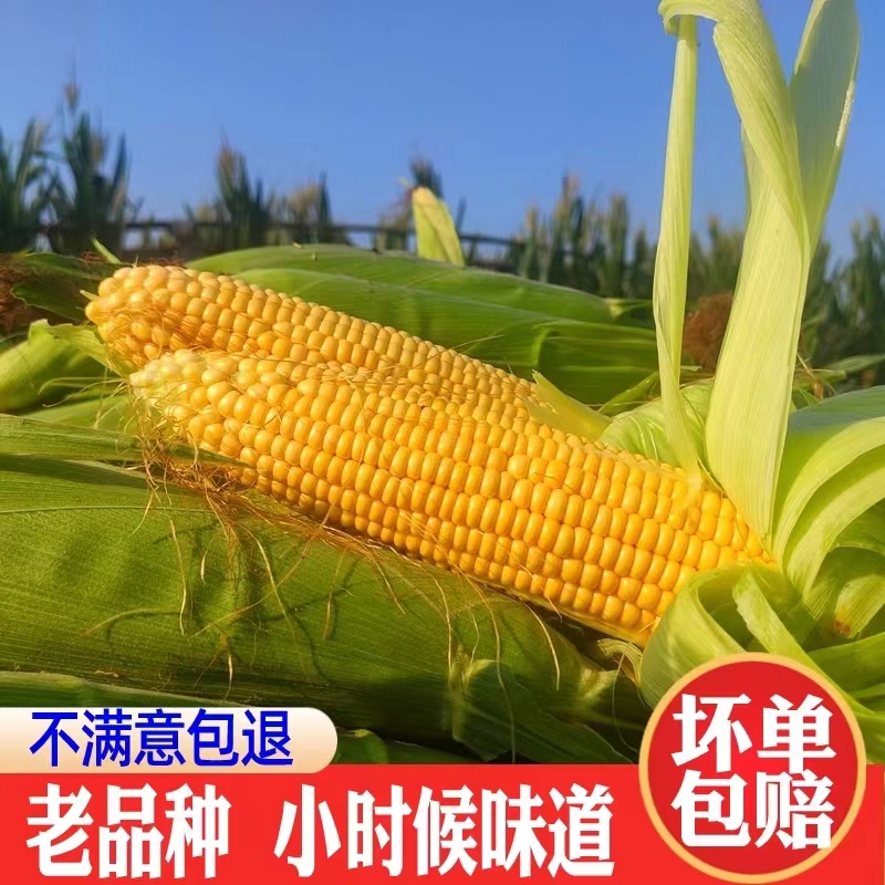 黄玉米 新鲜甜嫩农家传统老品种非转基因可批发